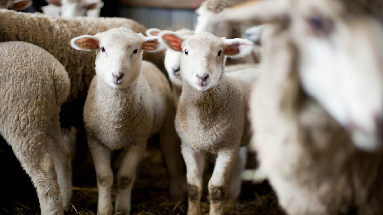Adding Value to Your Livestock through Sheep Farming